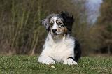 BERGER AUSTRALIEN PUPPIES 396